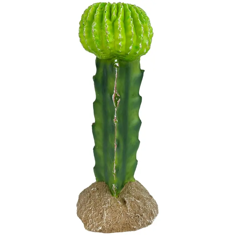 Komodo Cactus Plant Moon 7.5in