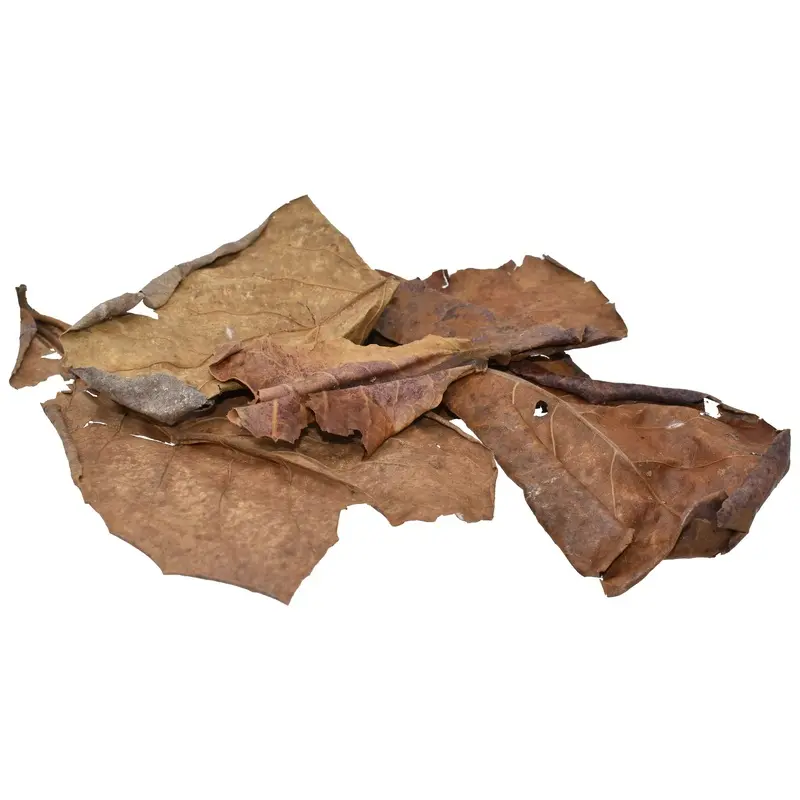Komodo Dried Oak Leaves .98oz