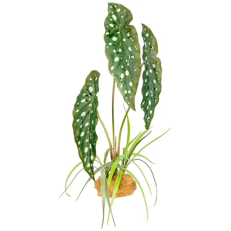 Komodo Standing Plant Spotted Begonia 18in