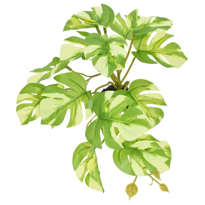 Komodo Standing Varigated Monstera Plant 5in