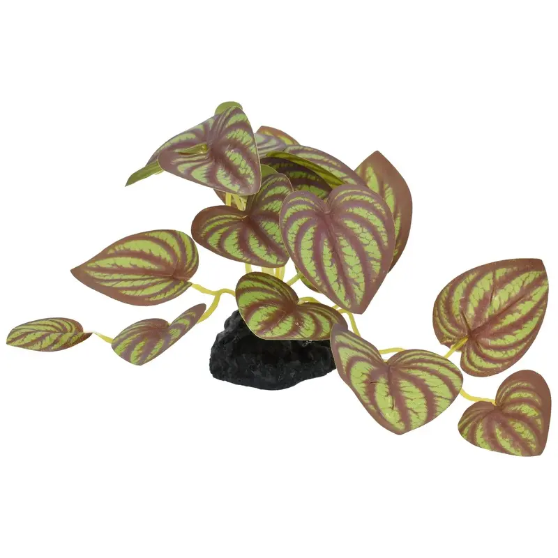 Komodo Standing Zebrina Plant 3.5in SM
