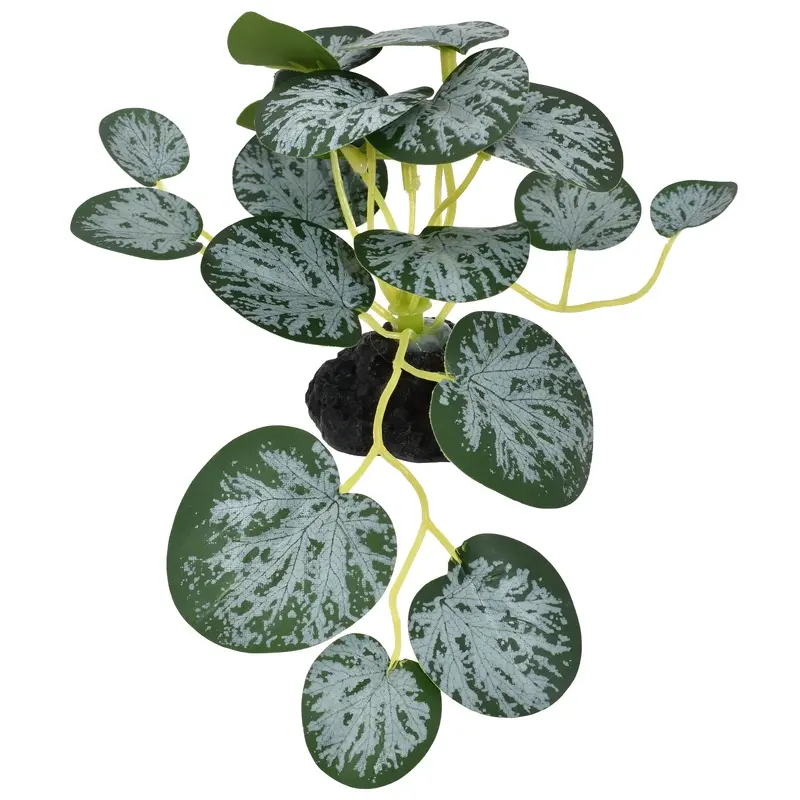 Komodo String Of Hearts Plant 3.5in SM