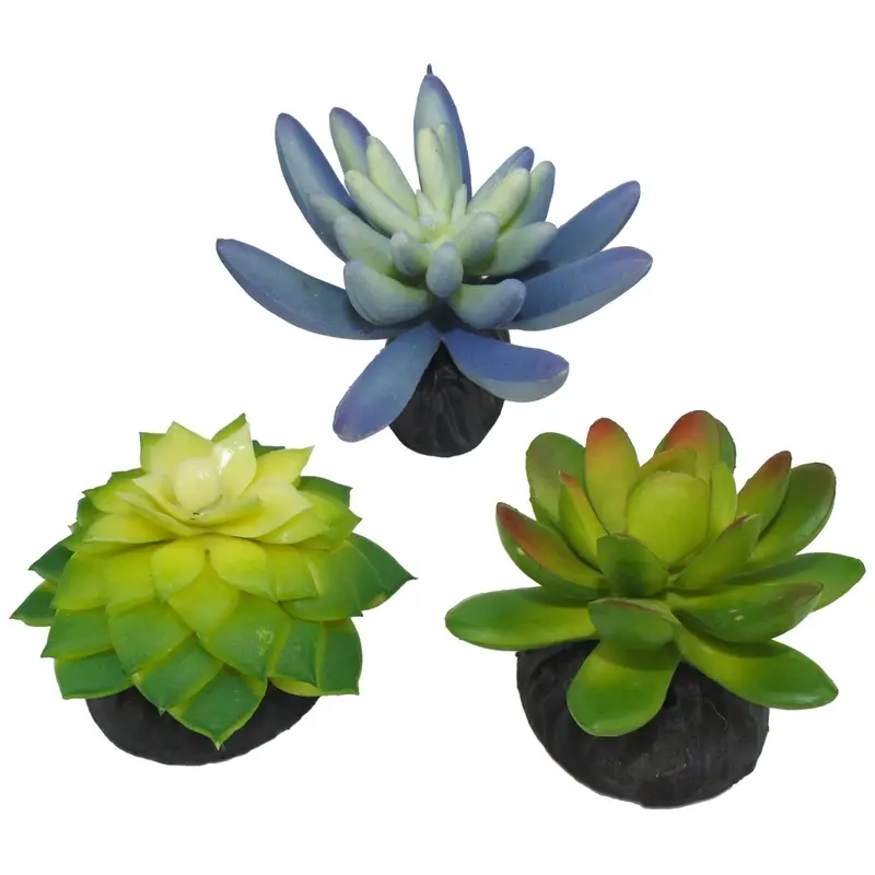 Komodo Desert Succulent Plant Blue & Green 3pk