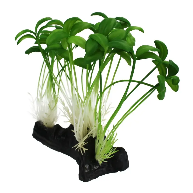 Komodo Sprout Plant One Size