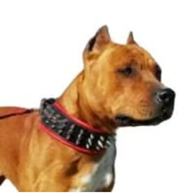 Bestia The Danger Collar for Dogs