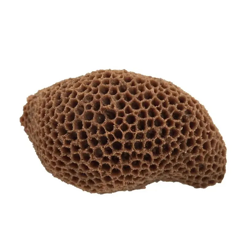 Weco Products South Pacific Coral Brain Ornament Brown MD