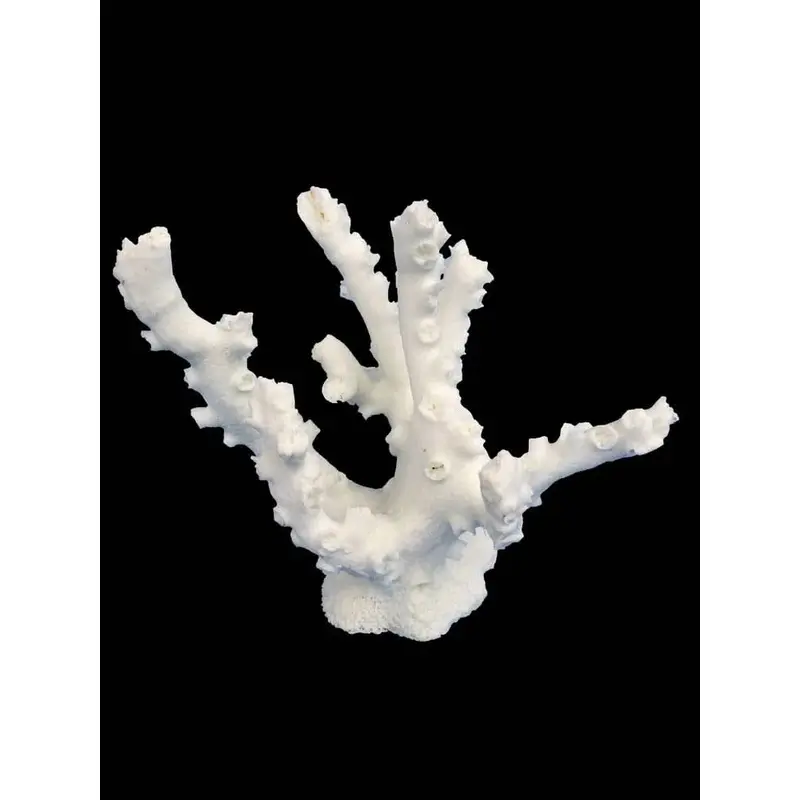 Weco Products South Pacific Coral Octopus Ornament White SM