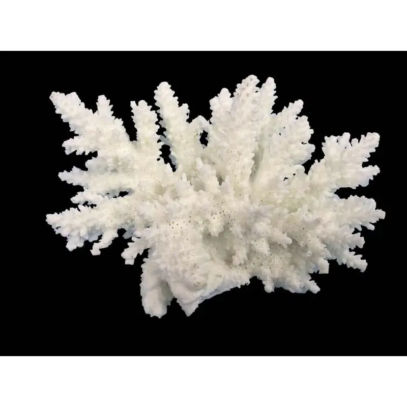 Weco Products South Pacific Coral Spiny Acorapora Ornament White SM